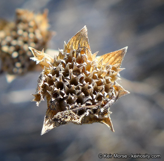 Image of Willowy Mountainbalm