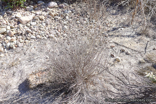 Image of Willowy Mountainbalm