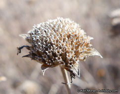 Image of Willowy Mountainbalm