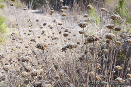 Image of Willowy Mountainbalm