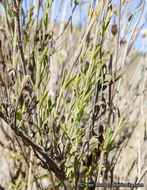 Image of Willowy Mountainbalm