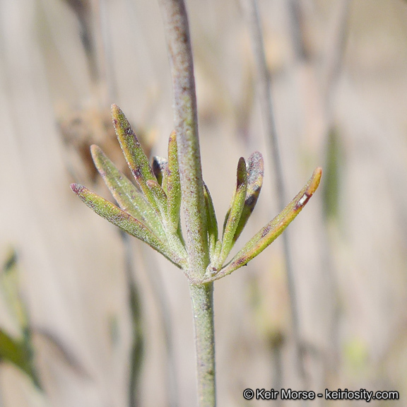 Image of Willowy Mountainbalm