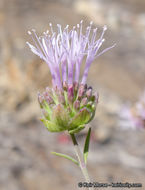 Image of Willowy Mountainbalm