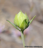 Image of Willowy Mountainbalm