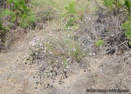 Image of Willowy Mountainbalm