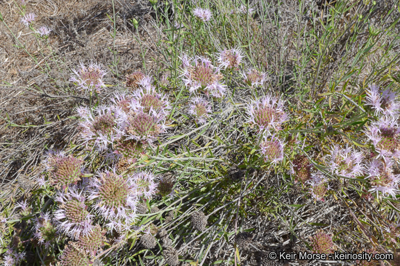 Image of Willowy Mountainbalm