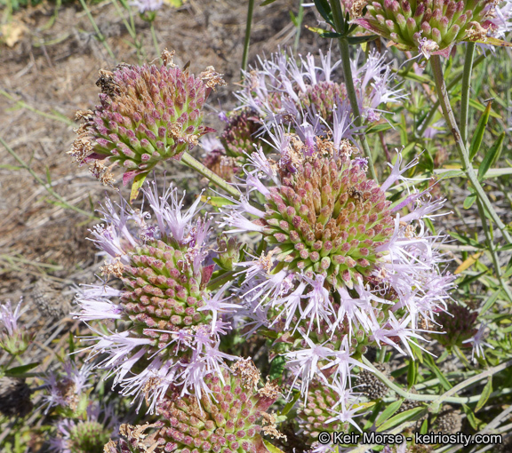 Image of Willowy Mountainbalm