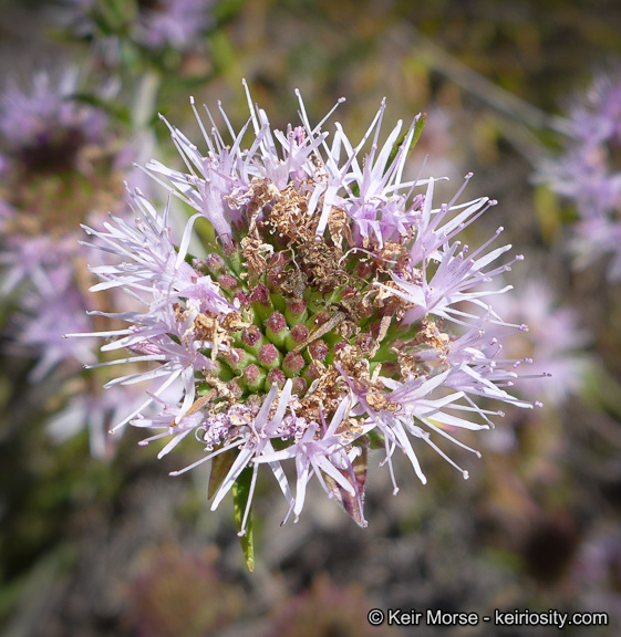 Image of Willowy Mountainbalm