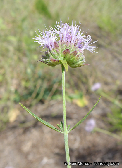 Image of Willowy Mountainbalm