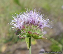 Image of Willowy Mountainbalm