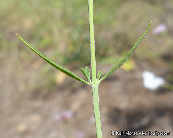 Image of Willowy Mountainbalm