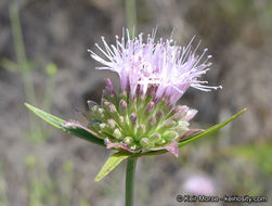 Image of Willowy Mountainbalm