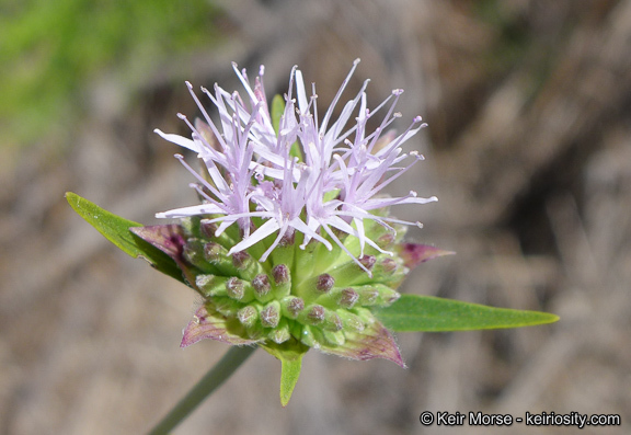 Image of Willowy Mountainbalm