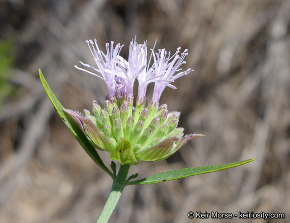 Image of Willowy Mountainbalm