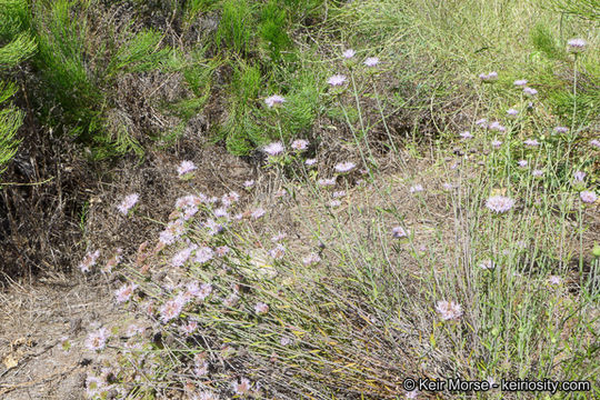 Image of Willowy Mountainbalm