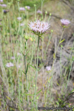 Image of Willowy Mountainbalm