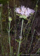 Image of Willowy Mountainbalm