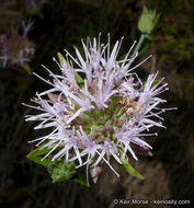 Image of Willowy Mountainbalm