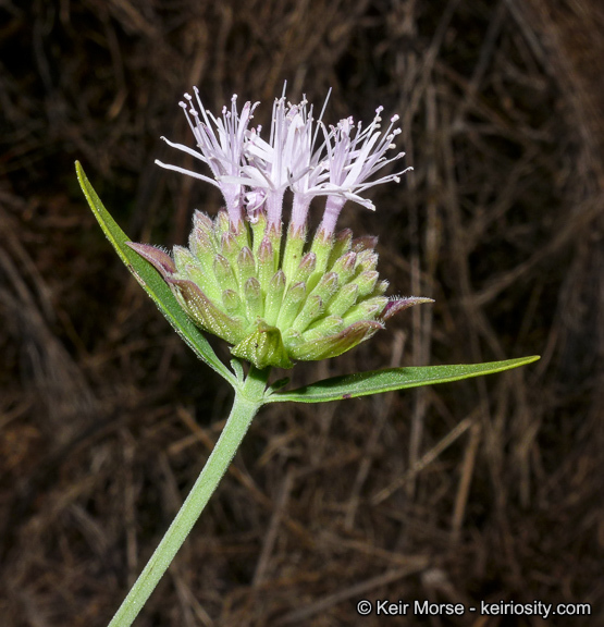 Image of Willowy Mountainbalm