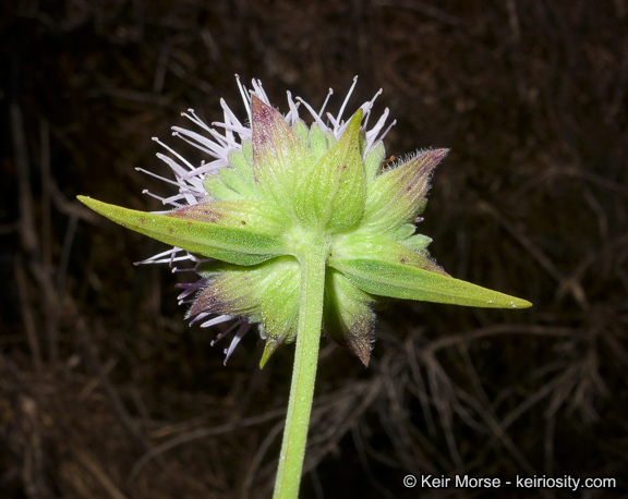 Image of Willowy Mountainbalm