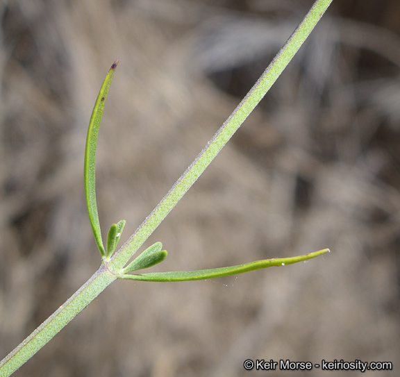 Image of Willowy Mountainbalm