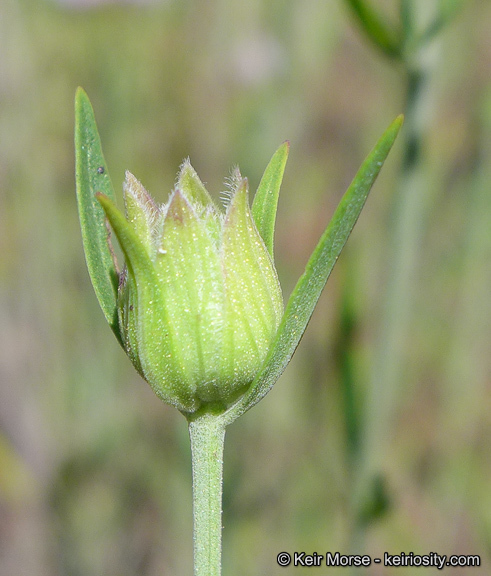 Image of Willowy Mountainbalm