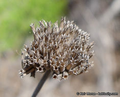 Image of Willowy Mountainbalm