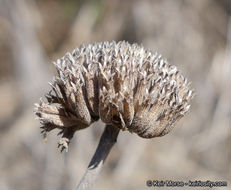 Image of Willowy Mountainbalm