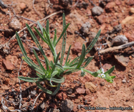 Image of Palmer's grapplinghook