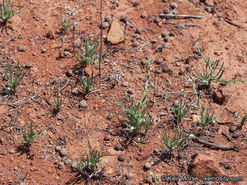 Image of Palmer's grapplinghook