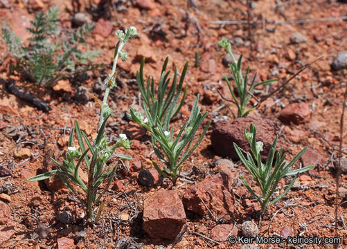 Image of Palmer's grapplinghook