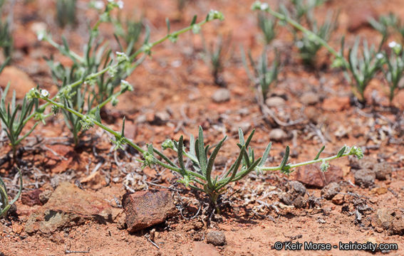 Image of Palmer's grapplinghook