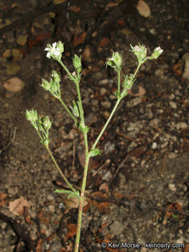 Image of <i>Horkelia <i>clevelandii</i></i> var. clevelandii