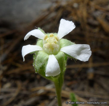 Image of <i>Horkelia <i>clevelandii</i></i> var. clevelandii