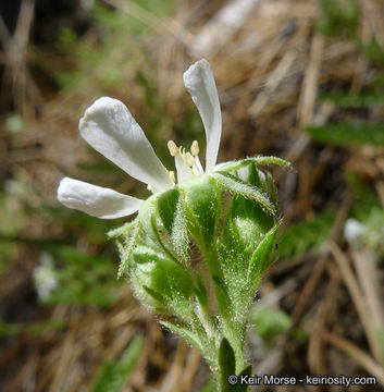 Image of <i>Horkelia <i>clevelandii</i></i> var. clevelandii