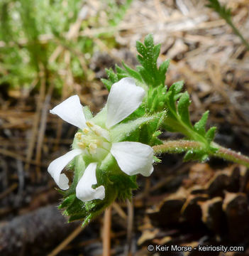 Image of <i>Horkelia <i>clevelandii</i></i> var. clevelandii