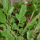 Image of <i>Horkelia truncata</i>