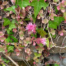 Image of <i>Sedum spurium</i>