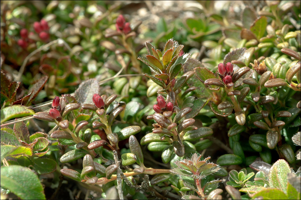 Image of creeping azalea