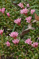 Image of creeping azalea