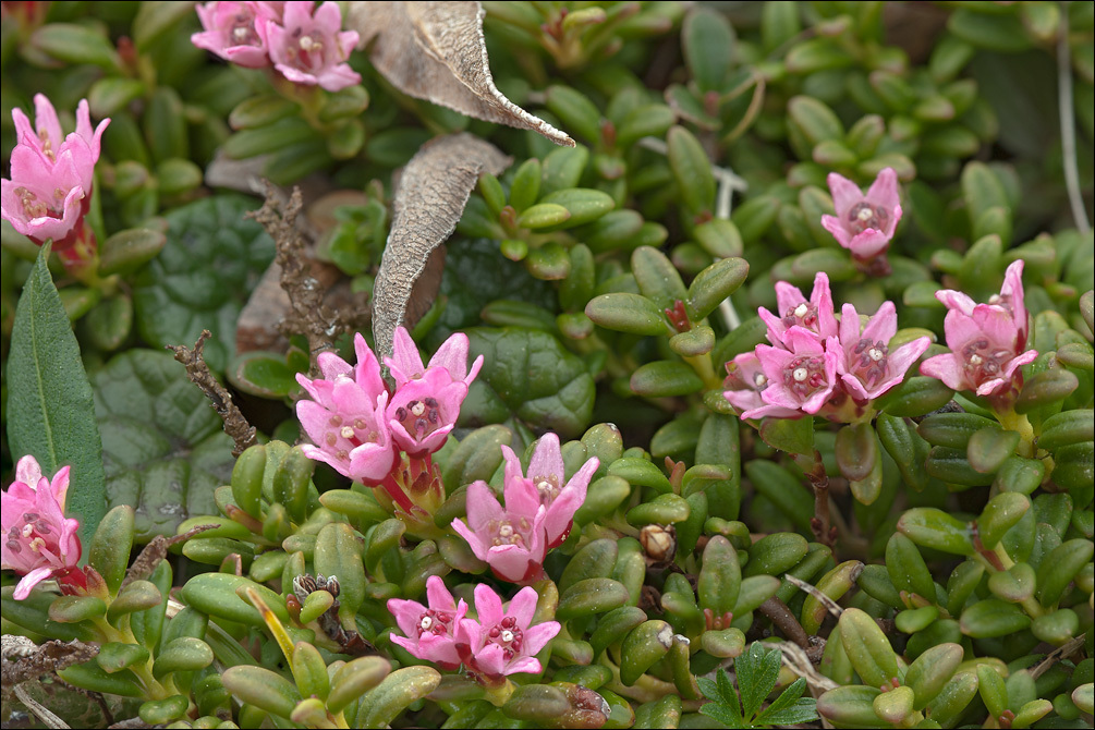 Image of creeping azalea
