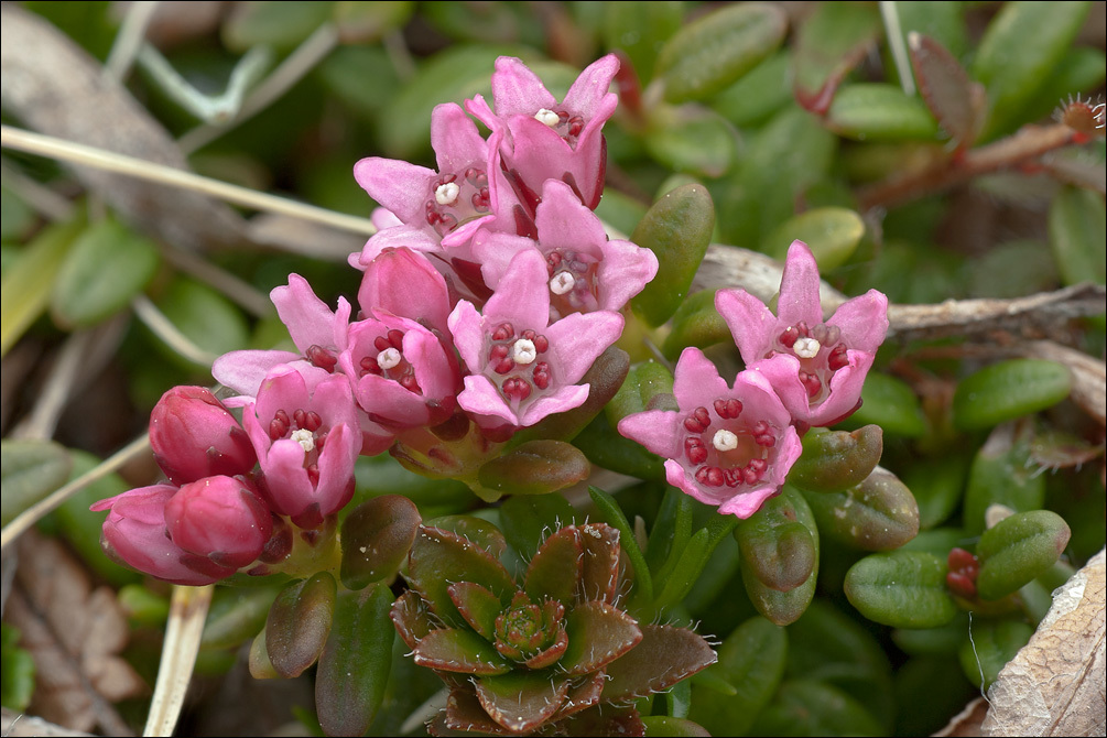 Image of creeping azalea