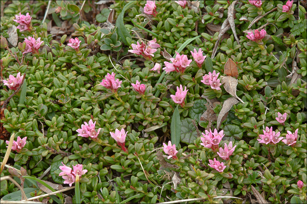 Image of creeping azalea