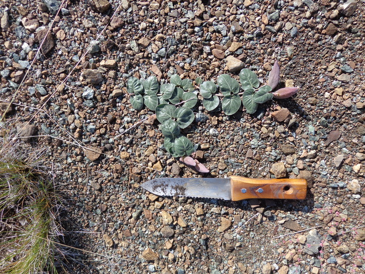 Image of serpentine milkweed