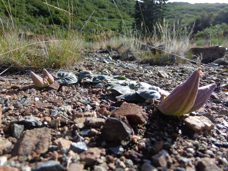 Image of serpentine milkweed