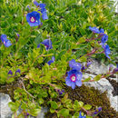 Image of woodystem speedwell