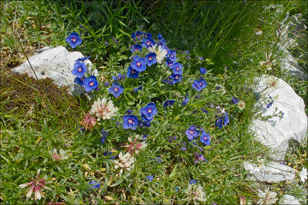 Veronica fruticans Jacq. resmi