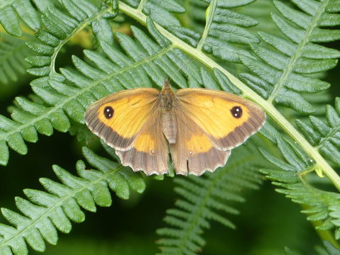 Image of hedge brown