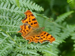 Image of Comma
