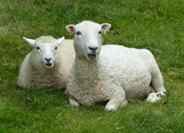 Image of Domestic Sheep